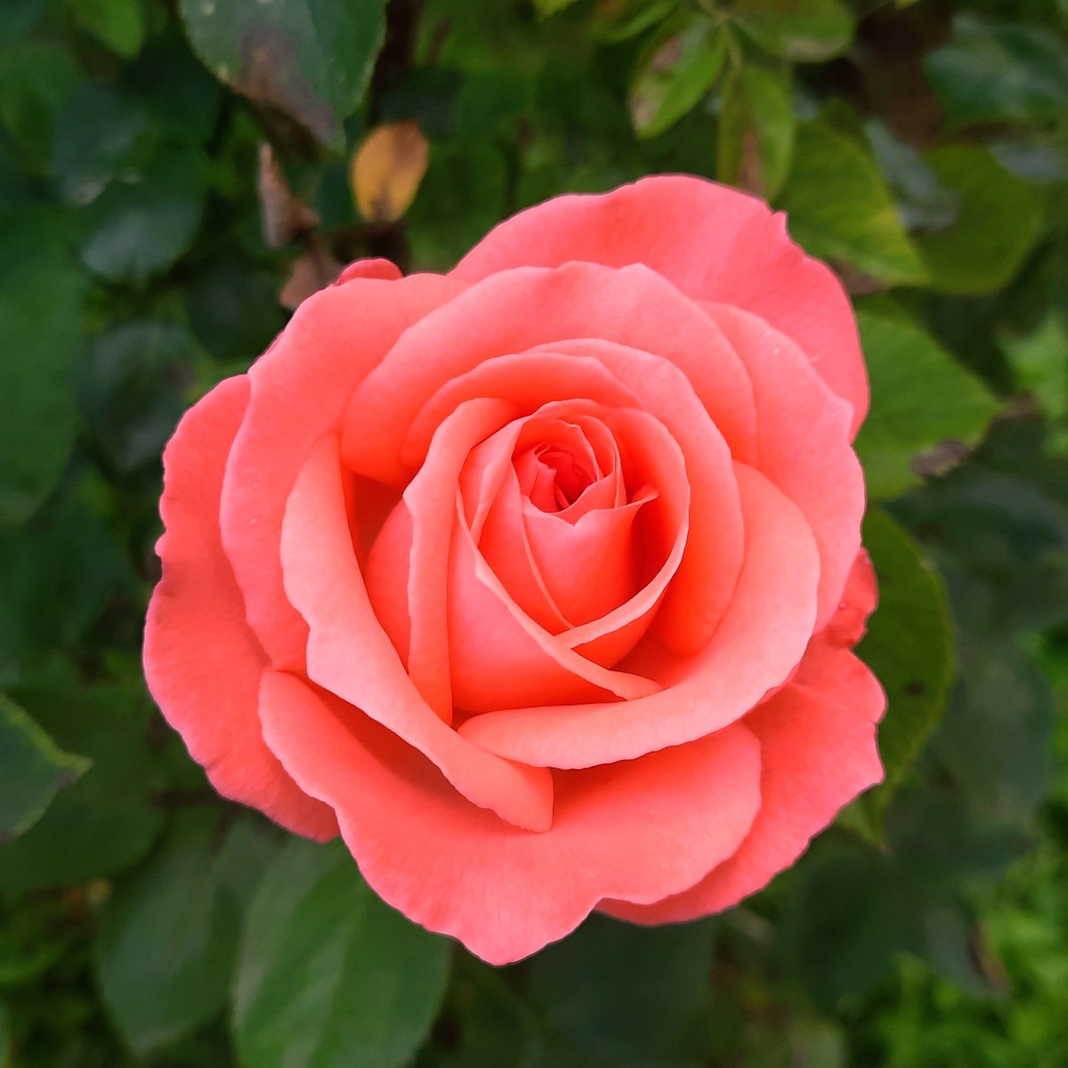 _truthtopower's tweet photo. Design of a rose... 😌
#roses #photography #itookit https://t.co/k1fOUN7xpM