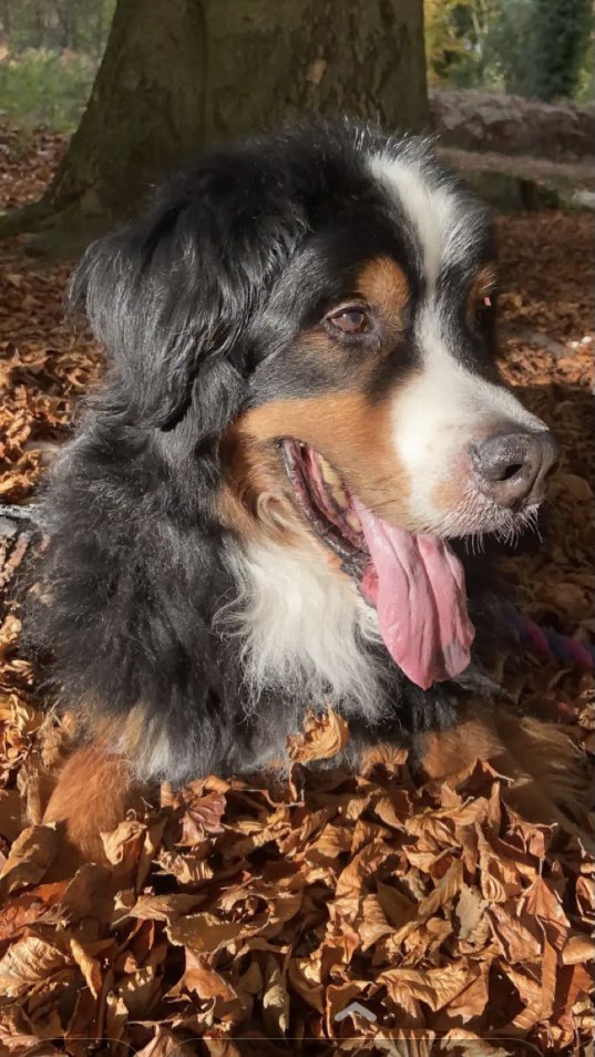 Nearly a week has passed since you left us over the 🌈 bridge Oz. Sleep tight Bigdog xx