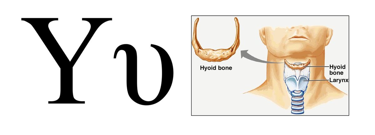 O osso Hióide tem esse nome por ser parecido com a letra Y grega, que para nós tem o formato de U!
Hyo: letra U (em grego)
Óide: parecido com 
#ficaadica