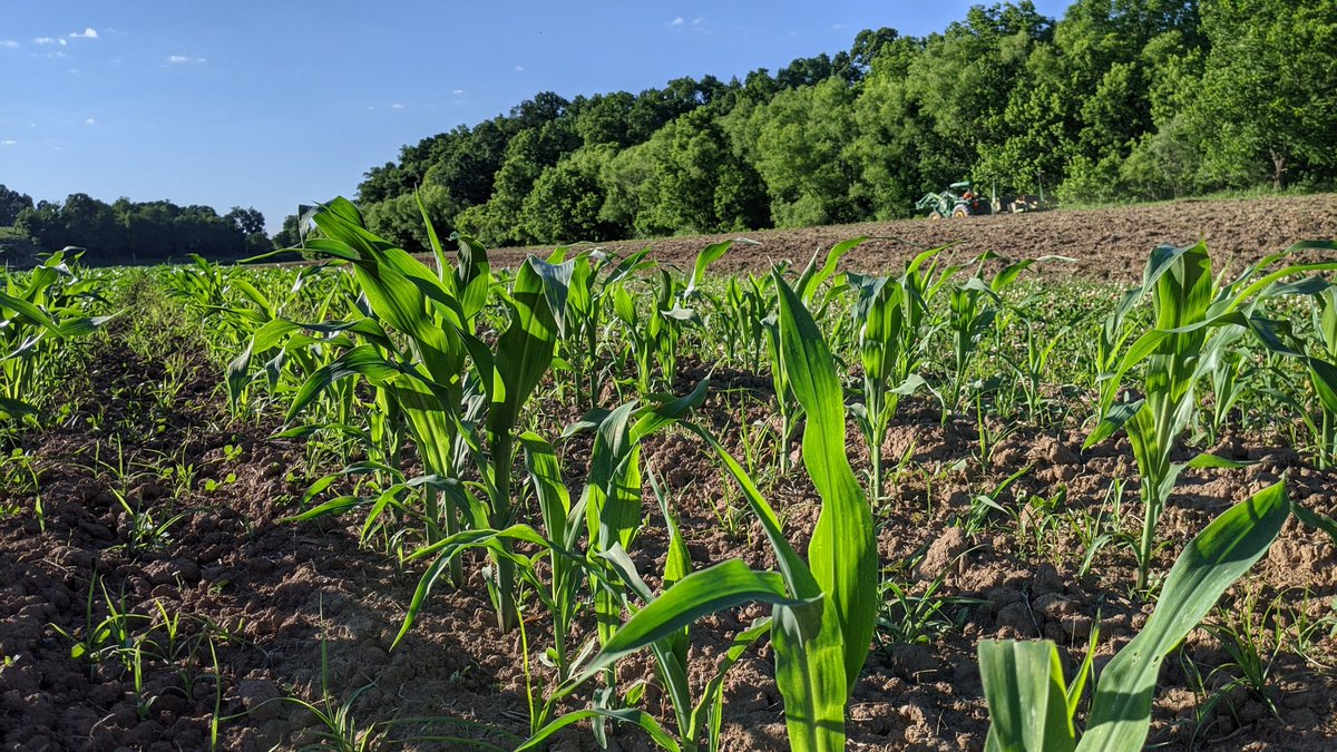 Farm Talk Breakfast is Friday, June 17 8:30 a.m. at The OSU Noble County Extension Office. Dan Lima, ANR Educator - Belmont County, will talk sweet corn and garlic. This program is FREE but you must register by 4:30 on Wednesday if you wish to attend. Call 740-732-5681.