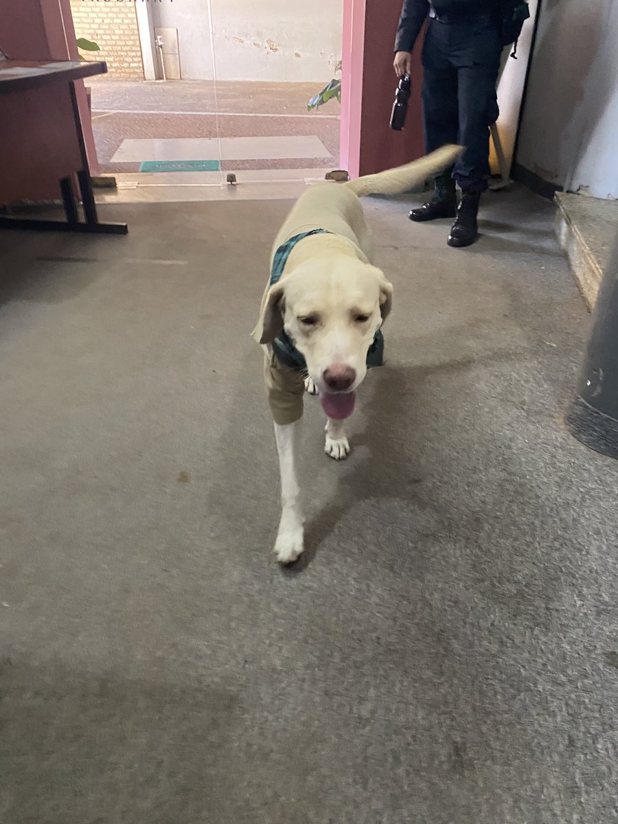 Amigos necesito de ✨la magia de tw✨y se haga rt hasta llegar a su dueño,perrito perdido zona Luisito san Vicente,está retenido en la fiscalía sector 1 sobre Félix Bogado. 🙏🏻🙏🏻favor hagan rt hasta que llegue a sus dueños