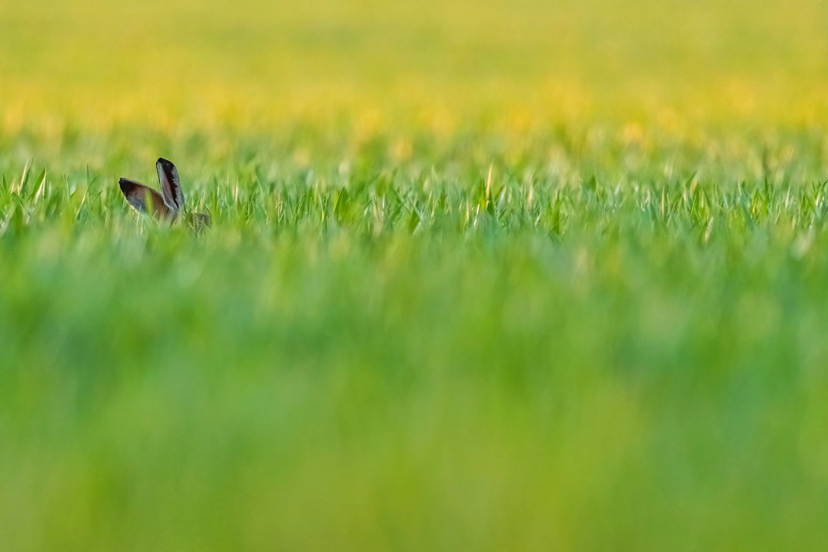A Brown Hare enjoying a snack during golden hour 📷 

#earthcapture #springwatch #BBCWildlifePOTD <a href="/BBCEarth/">BBC Earth</a> <a href="/BBCSpringwatch/">BBC Springwatch</a> <a href="/WildlifeTrusts/">The Wildlife Trusts</a> <a href="/wildlifebcn/">The Wildlife Trust for Beds, Cambs & Northants</a> <a href="/Natures_Voice/">RSPB</a> <a href="/NaturalEngland/">Natural England</a> <a href="/UKNikon/">Nikon UK & Ireland</a> 

instagram.com/p/CewJJxIKGQT/…
