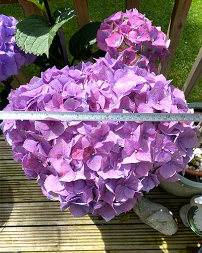 Decorque Cards tweet media