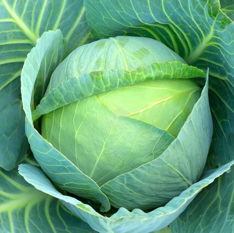 Agric_young's tweet photo. I was selling cabbage🥬 from my farm in my village, and villagers complained that it was expensive. I sold it to Somalians and Indian Spaza shops🏬. Guess what? They are buying it and not complaining😌

#agricultureandyoung #kwandathefarmer
#farmingandyoung
#farming #agriculture https://t.co/NfZZ415mzS