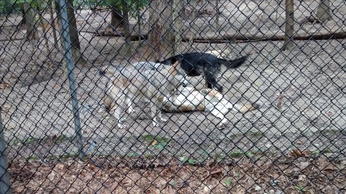 We have this amazing place in the mountains but I have to say my favorite part is the wolf's @bbmilfshake