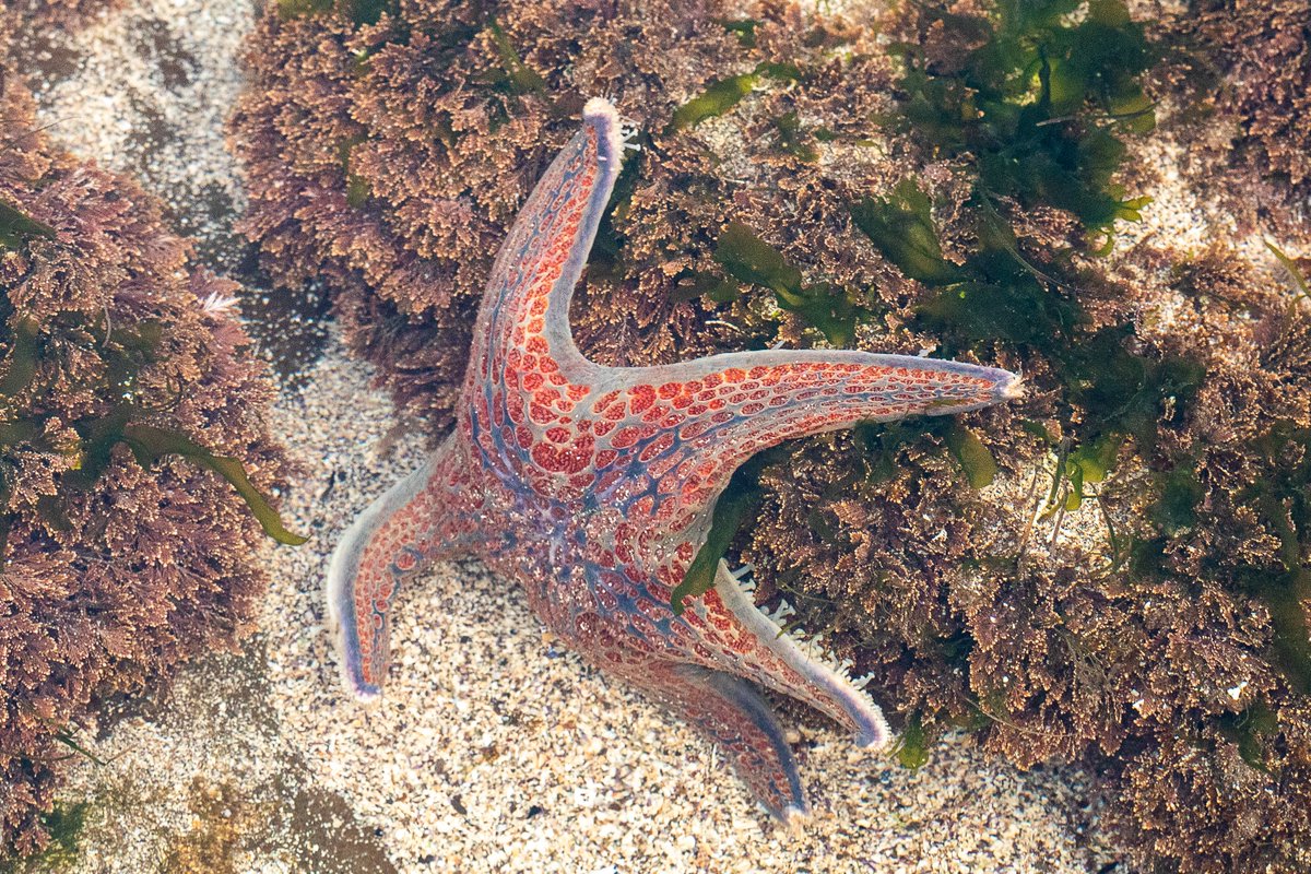 calacademy's tweet photo. Hey Californians, it's time for #SnapshotCalCoast! Help document &amp; protect marine species by heading to the coast from now through 7/4. Use your phone plus our @inaturalist app to make observations of plants, animals, &amp; seaweeds: https://t.co/GiCevpvUdu https://t.co/K8BzYdeHxd