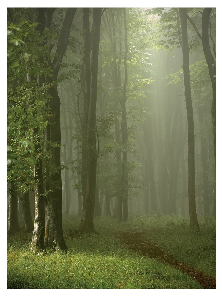 Another one from a cloud filled Dorset woodland, high up on the chalk hills in the north of the county. 
The leaves are just starting to lose their vibrant spring greens here now, and turning to their deeper Summer hues.

#Dorset #woodland