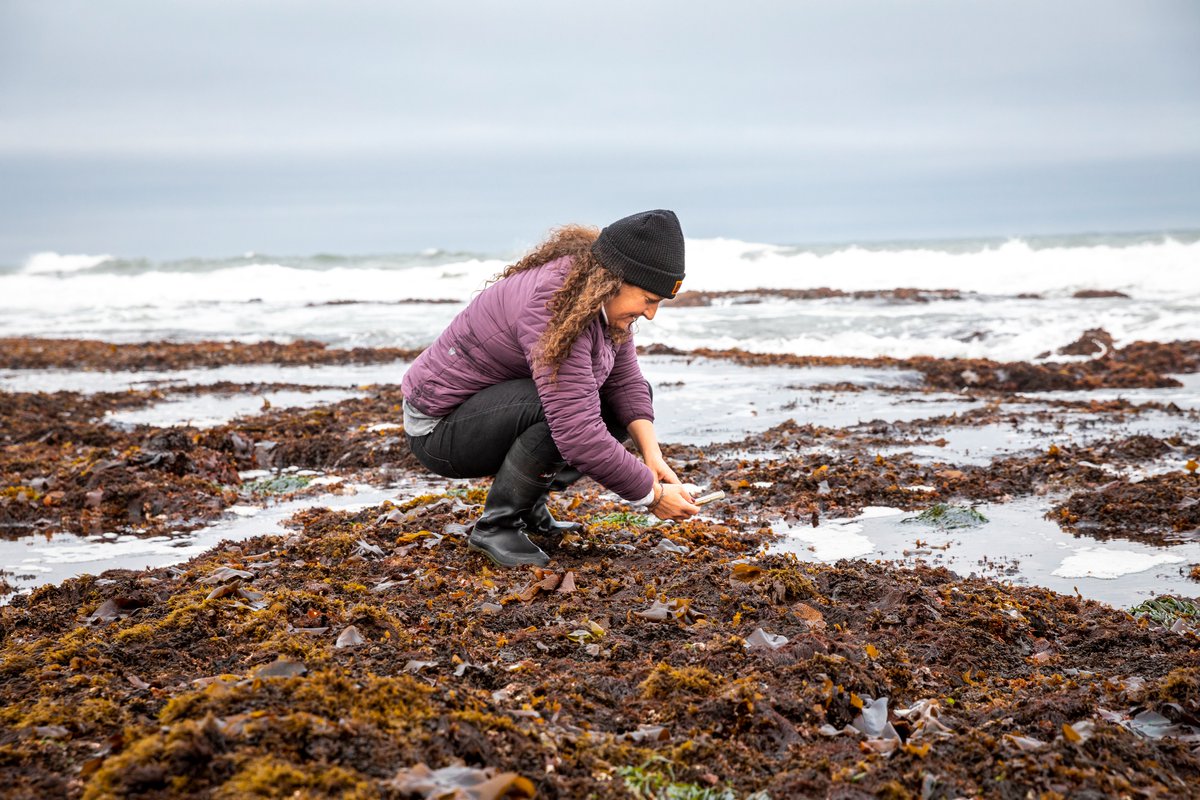 calacademy's tweet photo. Hey Californians, it's time for #SnapshotCalCoast! Help document &amp; protect marine species by heading to the coast from now through 7/4. Use your phone plus our @inaturalist app to make observations of plants, animals, &amp; seaweeds: https://t.co/GiCevpvUdu https://t.co/K8BzYdeHxd