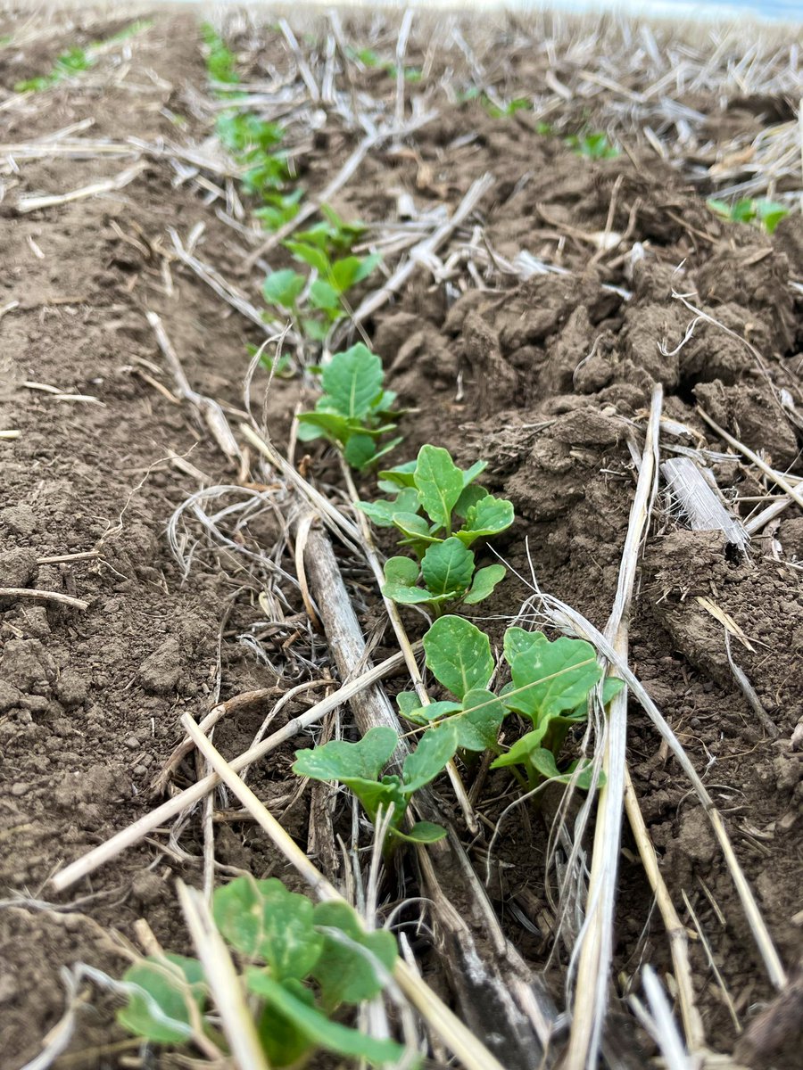 kiradirtson's tweet photo. Checking out the upcoming inVigor canola varieties with @ReaKelli and @b_keenleyside @BASFAgSolutions @SWT looks like we’ve got some exciting genetics for next year 🔥 https://t.co/USjqO4LC5y
