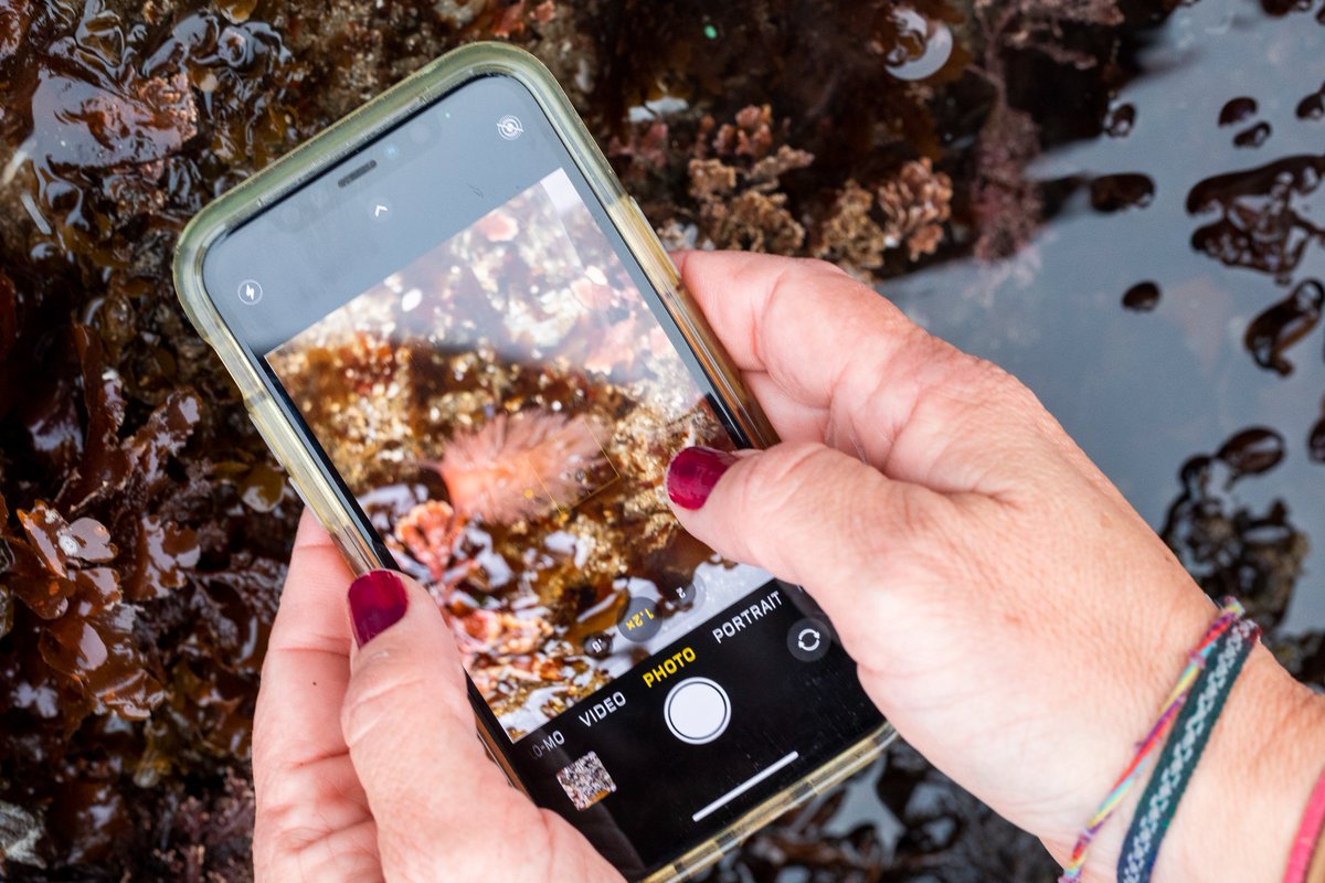 calacademy's tweet photo. Hey Californians, it's time for #SnapshotCalCoast! Help document &amp; protect marine species by heading to the coast from now through 7/4. Use your phone plus our @inaturalist app to make observations of plants, animals, &amp; seaweeds: https://t.co/GiCevpvUdu https://t.co/K8BzYdeHxd