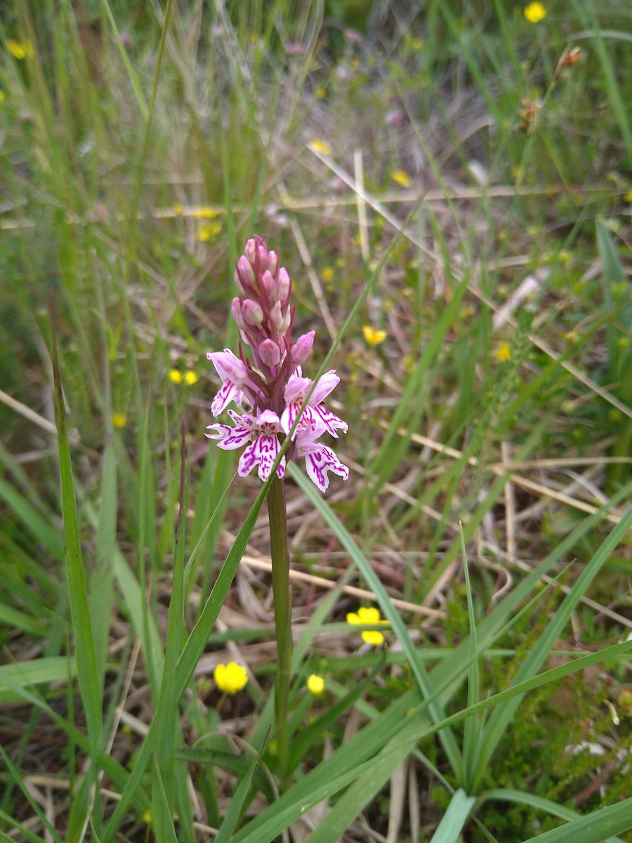 vicky_kobold's tweet photo. #clarabog #wildorchid #offalywalks https://t.co/CXYpg72ML3