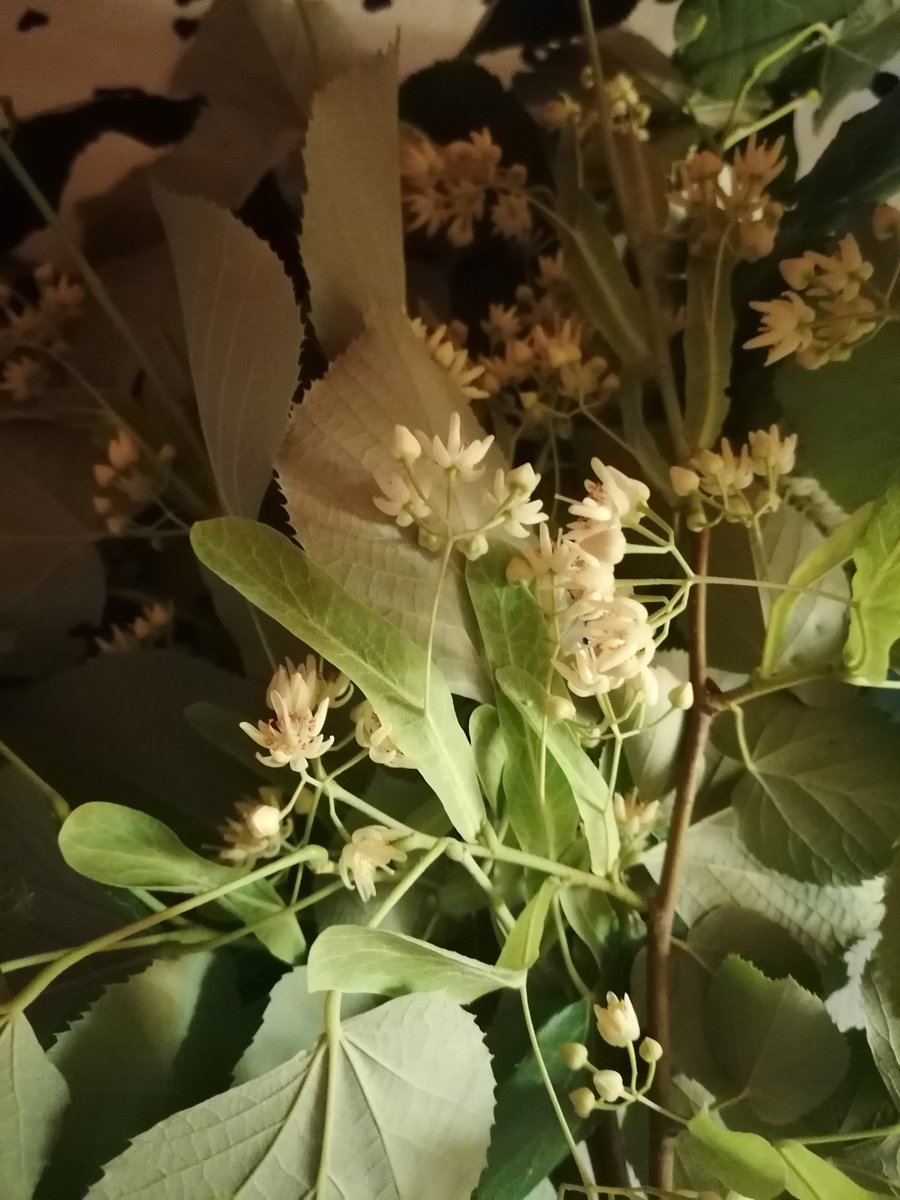 Klaudikhj's tweet photo. Me encanta el olor, las flores de tilo. https://t.co/1MEWcekWlk