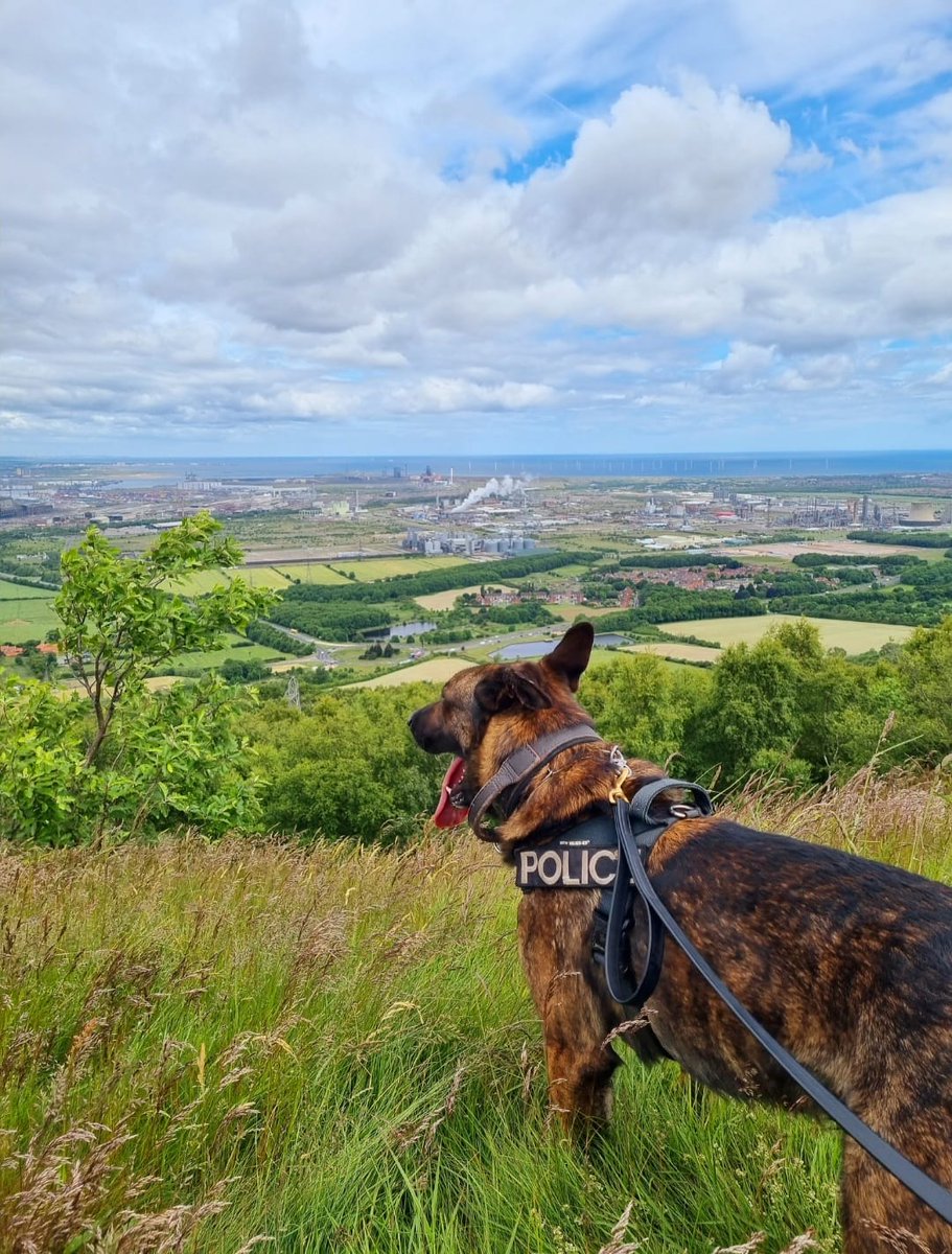 Moose was tasked today with locating a male in distress. Moose tracked from the males car up a constant, very steep incline for 2 miles to where the male was sat in a perilous position. He is now with partner agencies getting help, and our handler is still catching his breath.