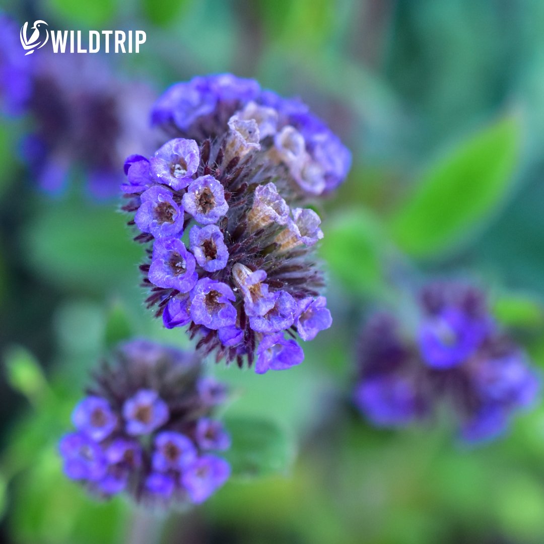 WildtripChile's tweet photo. Flor de la Cuncuna / Té de burro. (Phacelia brachyantha)

Tiene un gran valor ornamental, debido a su contraste de colores verde claro y tonos morados.

También posee un gran valor ecológico, ya que es considerada una especie melífera, de la cual las abejas pueden usar su miel. https://t.co/yxQdoKfFfL
