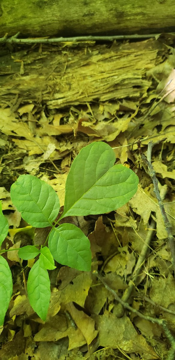 Thank you to all teachers and students <a href="/LimehousePS/">LimehousePS</a> for hosting <a href="/vanderwalc/">Christine Vanderwal</a> and me! Students investigating relationships in the forest filled our 💚 this morning! <a href="/HDSBIndigenous/">HDSB Indigenous Rights and Education</a> #treatyeducation