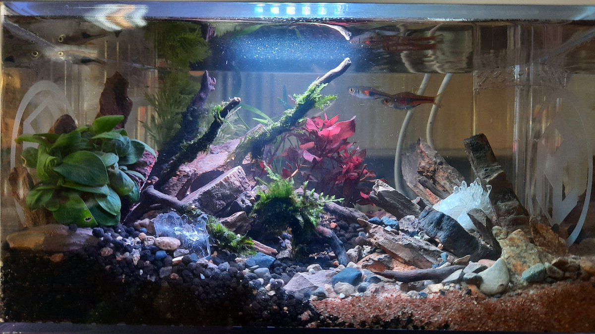ShrimpMetaverse's tweet photo. #媽媽日常 #水族 #水草造景 #親子好去處 #淡水 #觀賞魚 #親子工作教室 #handmade #石林 #飼養 #療癒系列 #生態缸 #迷你療癒 #生態缸造景 #療癒手作 #療癒生活 #養魚初學 #迷你造景 #水族造景 https://t.co/1eDJsOtpye