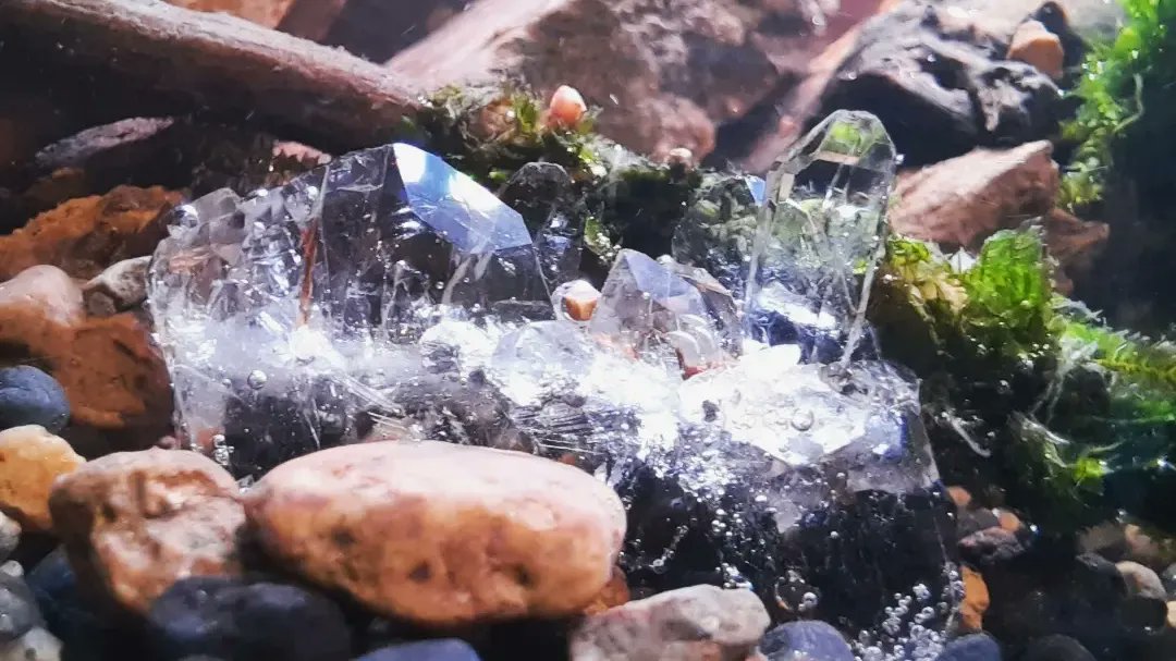 ShrimpMetaverse's tweet photo. #媽媽日常 #水族 #水草造景 #親子好去處 #淡水 #觀賞魚 #親子工作教室 #handmade #石林 #飼養 #療癒系列 #生態缸 #迷你療癒 #生態缸造景 #療癒手作 #療癒生活 #養魚初學 #迷你造景 #水族造景 https://t.co/1eDJsOtpye