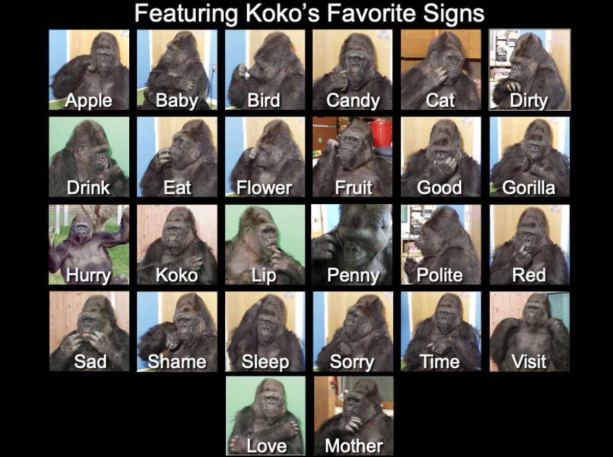 HHMU_Banksia's tweet photo. The majority of pre-colonial #NorthAmerican nations communicated internationally using #HandTalk. Also called #PrairieSignLanguage, #PlainsIndianSignLanguage, or #FirstNationsSignLanguage Wiki
#KoKo-#SignOfTheTimes!
#KoKoReiki-#KoKoLove
@SpectreDetector @Zoompad @LittleHawk621 https://t.co/efBTawAB4f