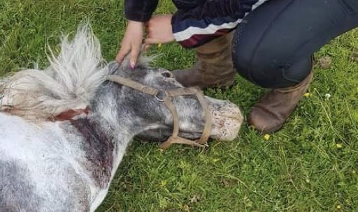 PlatformWeN's tweet photo. Vanmorgen was nogal wat onrust over een vermoedelijke #wolvenaanval - een #pony werd dood in de wei gevonden in #Friesland, #Oudehorne. Bij12 was ondertussen ter plaatse. Vermoedelijke wolvenschade kan iedereen melden aan Bij12, ook particulieren!!! https://t.co/do4m7HEn6A