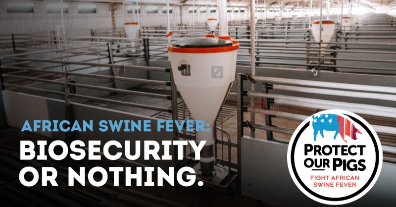 USDA_APHIS's tweet photo. Because of its potential 100% mortality rate, even one case of #AfricanSwineFever poses a grave threat to pigs’ lives – and farmers’ livelihoods. Learn biosecurity and reporting measures you should adopt immediately to keep the fever off your farm.