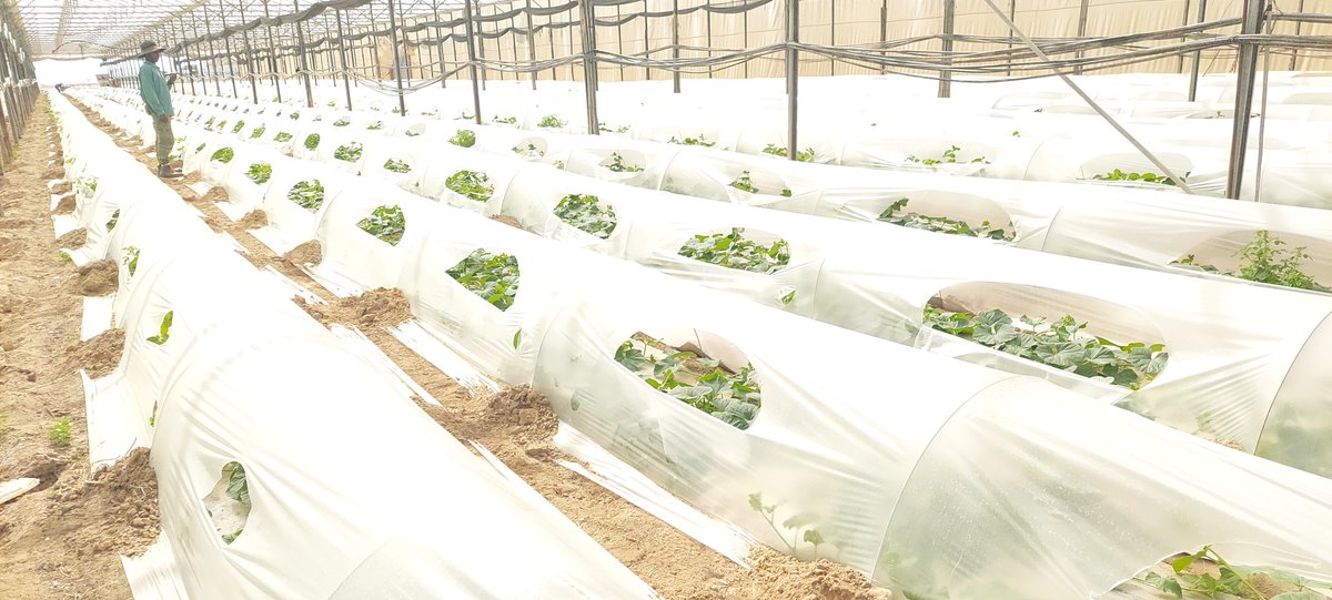 Kirui_KE13's tweet photo. I have always valued Agriculture as an art. Experiencing how it all played out from the seedling level to the market has been eye opening. Agriculture is life itself!

@IsraelinKenya @ElgonKenyaLtd @uonbi @UoNCareerOffice https://t.co/2kzsv6n3xI