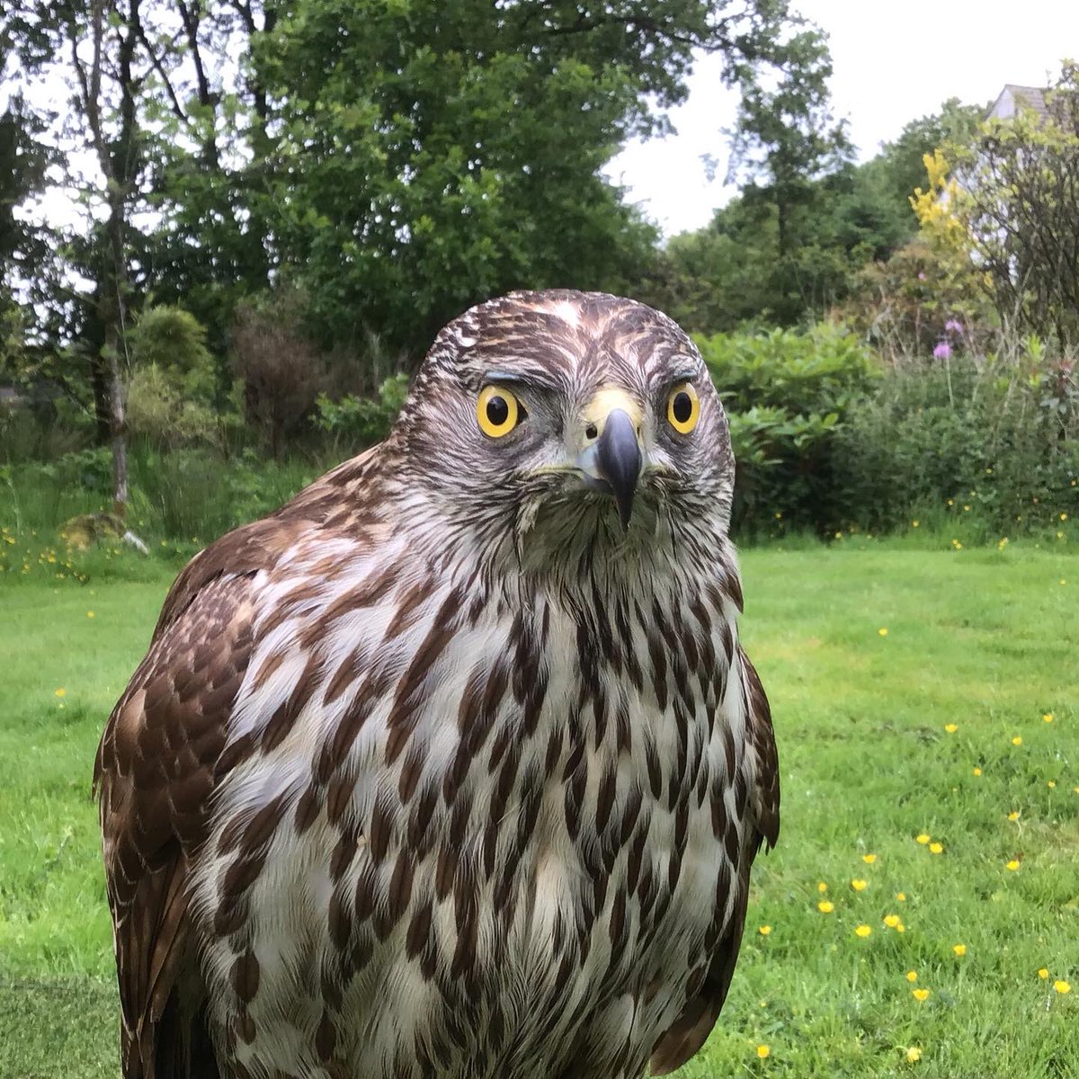 Kintailbop's tweet photo. Buie one of our Goshawk’s have you taken enough pictures now look on his face. #goshawk #lochawe #lochawefalconry #lochawefalconryexperience #falconrylochawe #falconryexperience #staycationscotland #thingstodoargyll #obanargyll https://t.co/BgwOXa8tKP