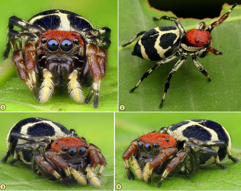ArachnoTrAC's tweet photo. Hill (2021) published a recopilation of jumping spider (Salticidae) photographs of the late Andreas Kay, an independent biologist and photographer, which spent many time observing and recording the wildlife of Ecuador!

#SpidersOfEcuador #Ecuador

More at: https://t.co/rbzu1CmJ6m https://t.co/vl1GGU6B99