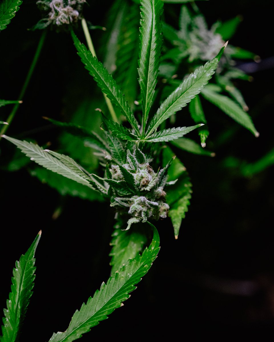 Some #mondaymotivation from our green friends.

🍃 When life gives you Monday, tip your head to the sky and keep on growing 🍃

Like if you smoke everyday! 
#CannabisCommunity