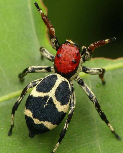ArachnoTrAC's tweet photo. Hill (2021) published a recopilation of jumping spider (Salticidae) photographs of the late Andreas Kay, an independent biologist and photographer, which spent many time observing and recording the wildlife of Ecuador!

#SpidersOfEcuador #Ecuador

More at: https://t.co/rbzu1CmJ6m https://t.co/vl1GGU6B99