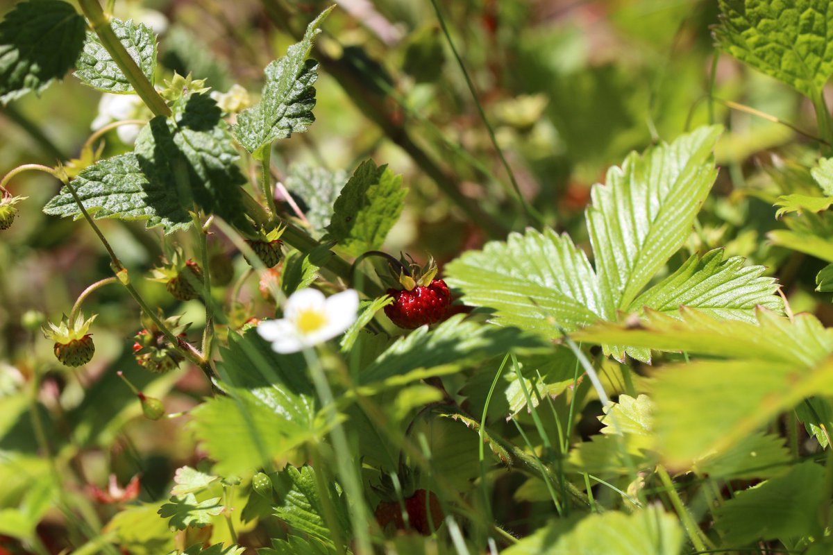 @SWTCLUN tweet media