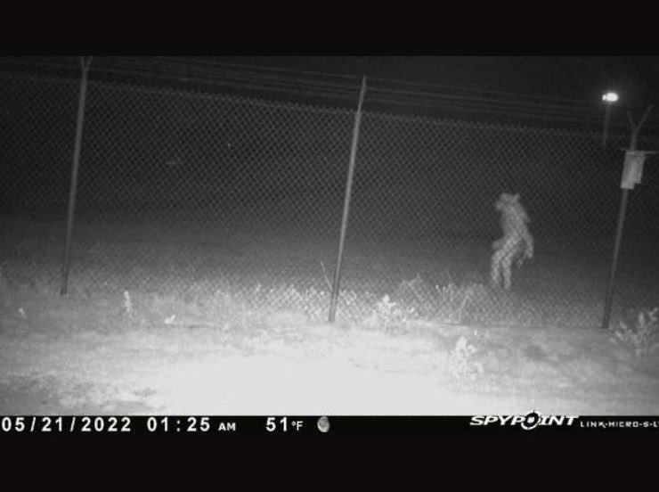 LesNews's tweet photo. Texas : Le zoo d’#amarilo a filmé une étrange créature qui ressemble à un homme avec un chapeau au delà de sa clôture externe via @SACNSNew https://t.co/HiSNUCc9ai