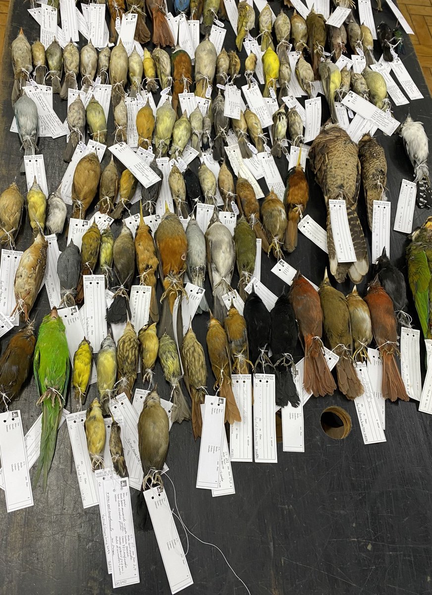 Jen__Lobo's tweet photo. So fortunate to spend the past month in Brazil gathering research &amp; referencing the collections of Museu de Zoologia da USP.  

Muito obrigada @museudezoologia https://t.co/MHCmZEkFKI