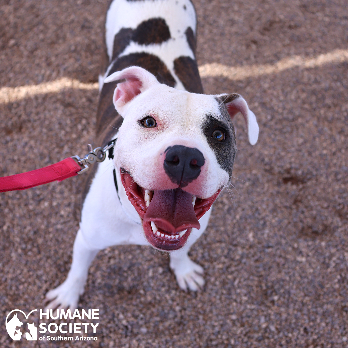 Humane Society So AZ tweet media