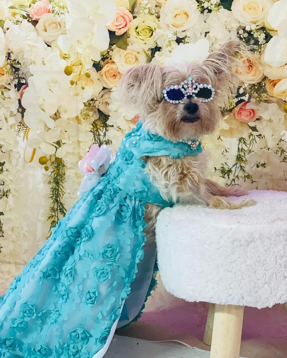 Some adorable attendees at Diamonds are Forever Puppy Prom Saturday.