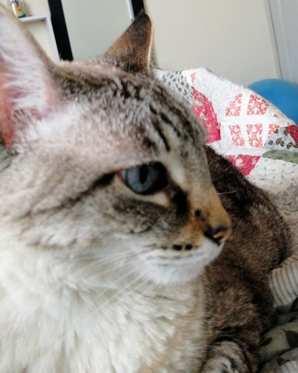 elyotu's tweet photo. Mi gatica Sol, la amo https://t.co/NvWWpKceQB