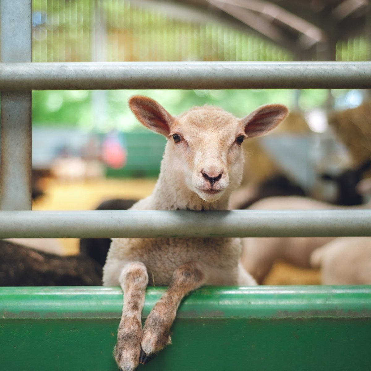 greencert_ag's tweet photo. INDUCTIONS MEETINGS!
There are 2 inductions meetings scheduled for June 14 @ 12:00PM & 5:00PM.
Attending one of these meetings will provide you with a clear understanding of how the program works!
#greencertificate, #loveag, #inductionmeeting, #onfarmtraining https://t.co/IvJu7m97Hl
