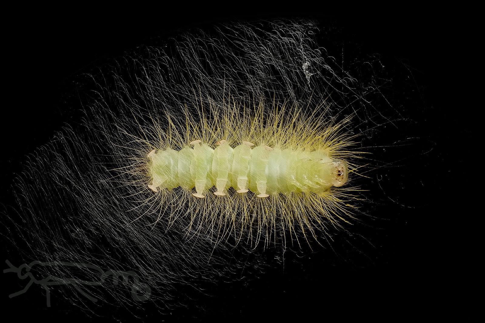 Mouuuusa 脱皮して半日くらい経ったリンゴドクガの幼虫 背中の歯ブラシ状の毛束が４列になったので終齢でしょうか まだ毛も体も淡い色ですがだんだん模様がみえてきました 尻尾も赤くなってきました T Co Uvddfoustw Twitter