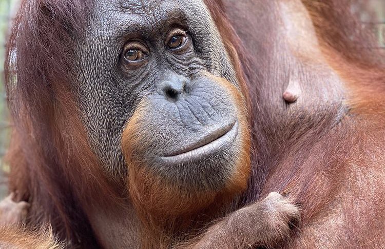 OrangsDaily's tweet photo. Happy birthday to Sunshine, the mother of cahaya! Today she turns 40 years old!

📸@CFGA https://t.co/DmVBFZQUeb
