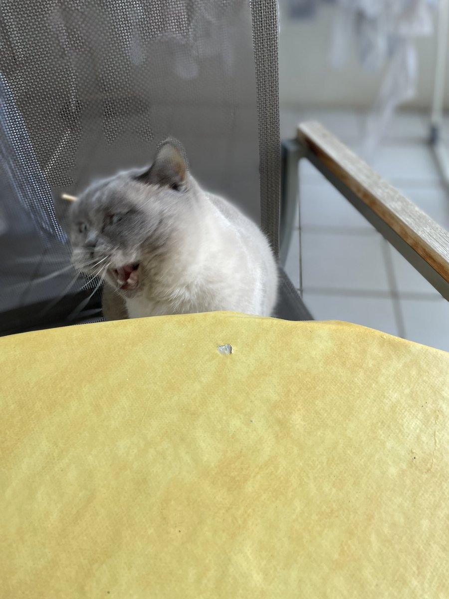 buhashee's tweet image. Testing gravity and the flat earth theory. #explorative #CatsOfTwitter