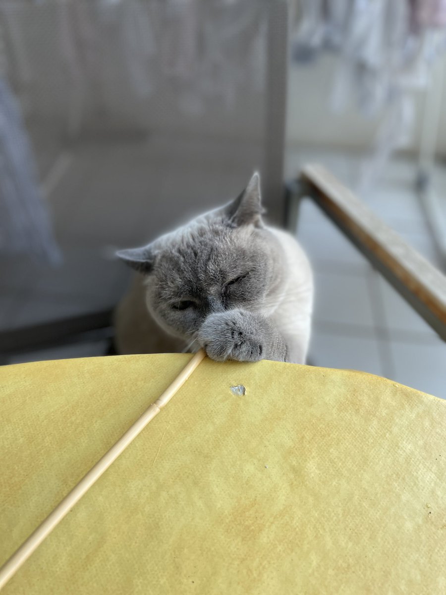 buhashee's tweet image. Testing gravity and the flat earth theory. #explorative #CatsOfTwitter