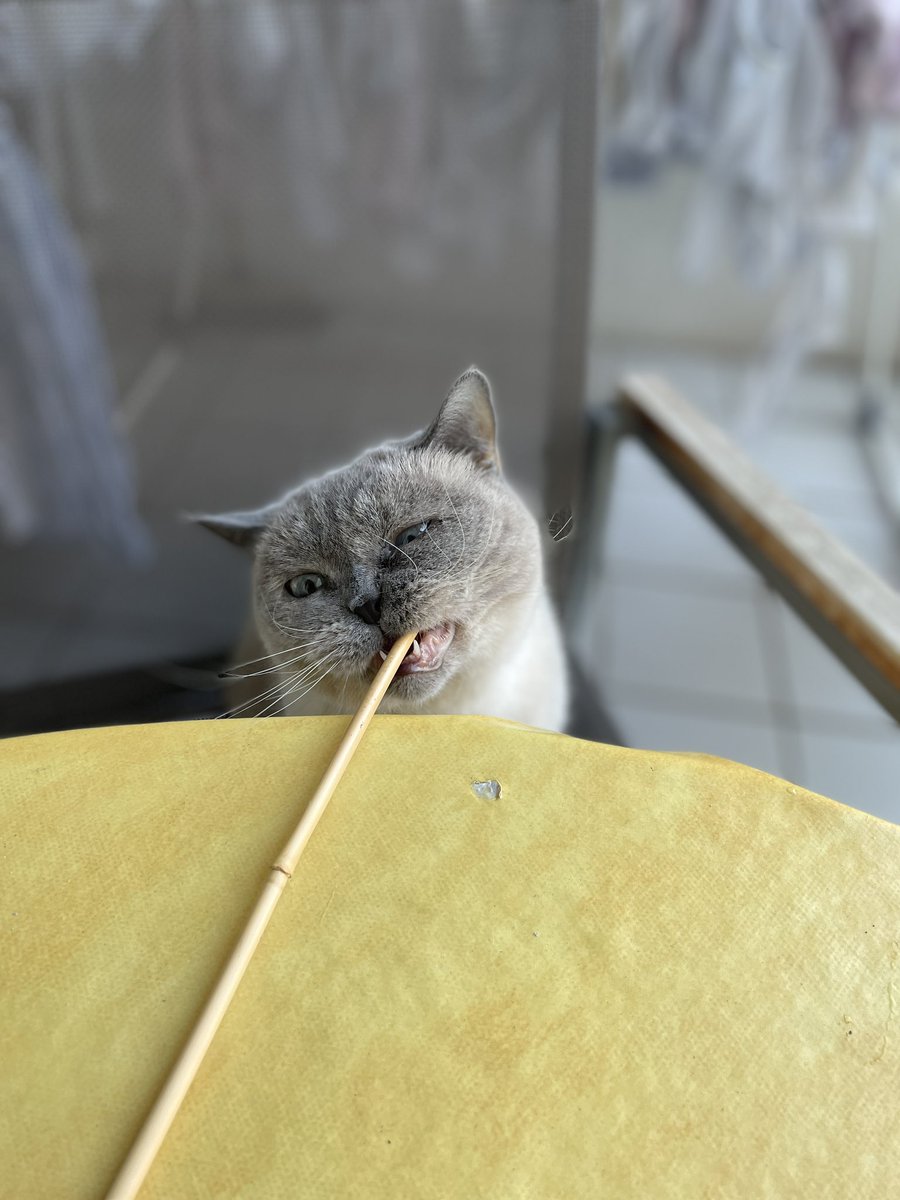 buhashee's tweet image. Testing gravity and the flat earth theory. #explorative #CatsOfTwitter