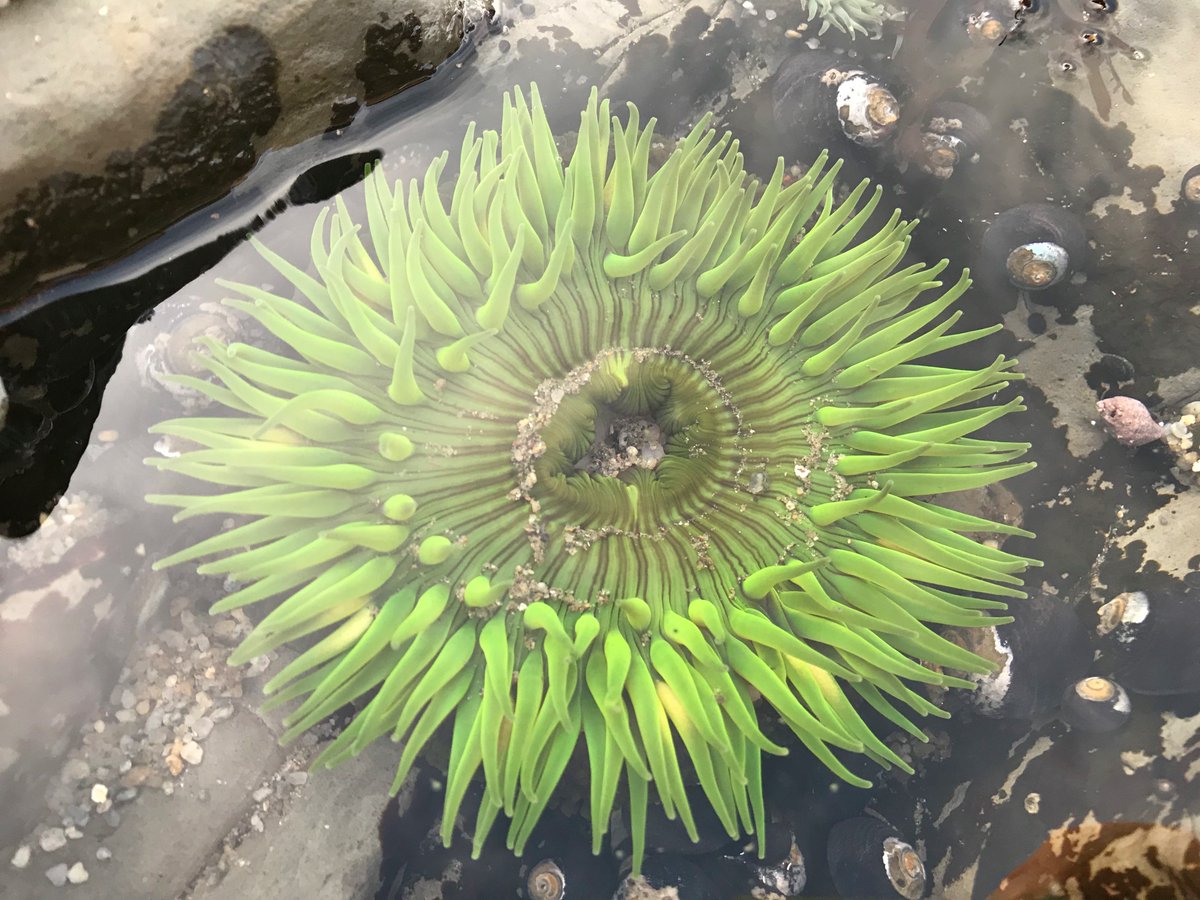 Who wants to be a scientist for a day? Get your phones and tablets for Snapshot Cal Coast, an annual California statewide community science effort. Starting today, June 13th-July 4th, you can help gather data of California’s coastal biodiversity. Info: calacademy.org/calcoast