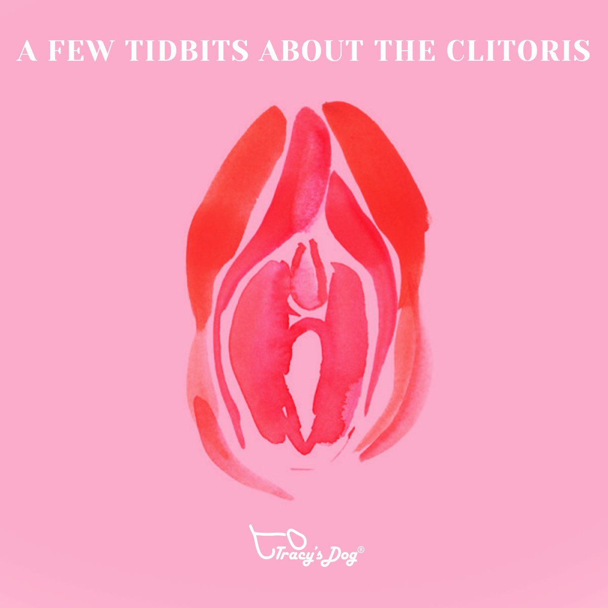 iLoveTracysDog's tweet photo. Erection: engorged erection when stimulated.
Need to be aroused: it needs to be stimulated continuously before orgasm.
Orgasm: the closer it is to the vaginal opening, the easier it is to have an orgasm during intercourse.
#tracysdog #ilovetracysdog #SexualHealth #Sexknowledge https://t.co/UDKYG178s4