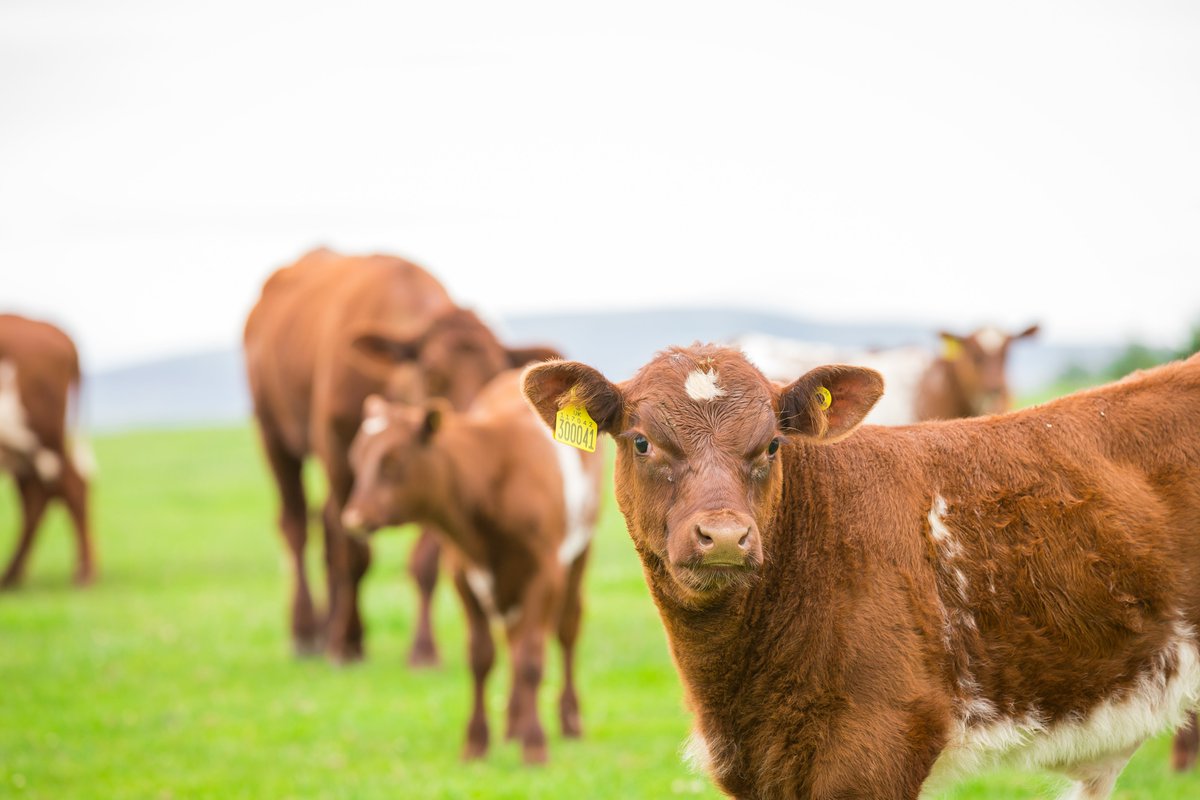 Woodheads12's tweet photo. Welcome to Woodhead Bros!

We are British Farmings biggest customer working directly with 1400 Beef, Pork and Lamb farmers across the UK. We supply high quality British meat into Morrisons! 

Follow us to see business updates and opportunities to work alongside us! 🐂🐖🐑 https://t.co/oCCw204ivr