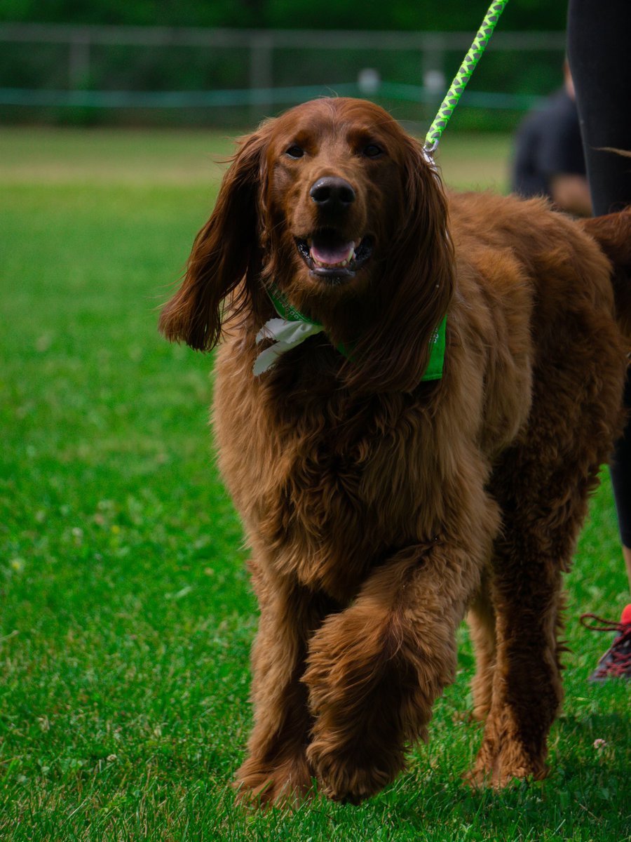 CraftyPhotos's tweet photo. @selishots I’ve never seen such a photogenic dog in person! 😁 https://t.co/82lkHq0PAv