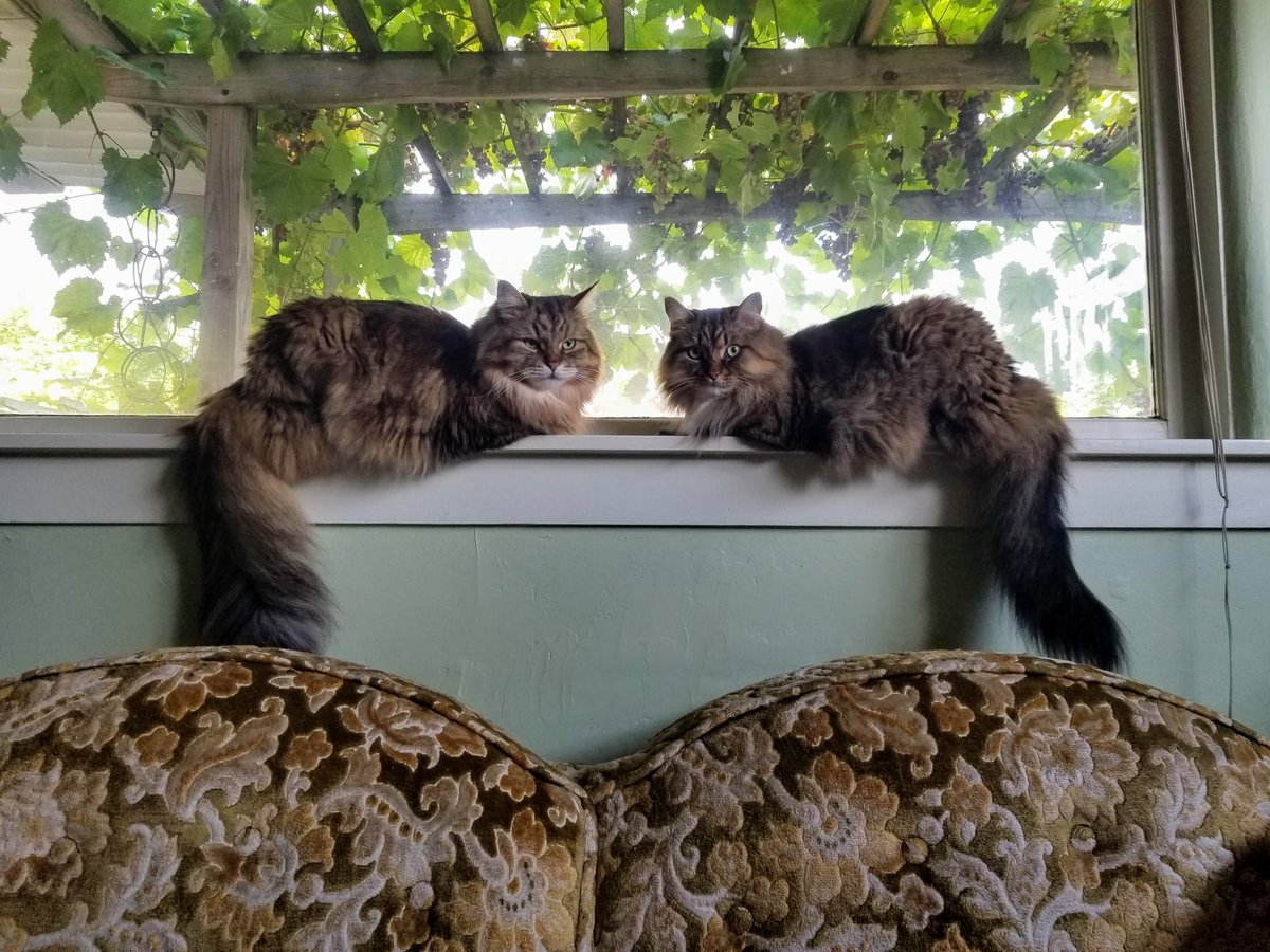 EarthAdvantage's tweet photo. This is Konrad and Huxley, the cats of our Senior Manager of Programs. This photo is a glamorous piece of art. #cats #catsathome https://t.co/GJYTsyFhP9
