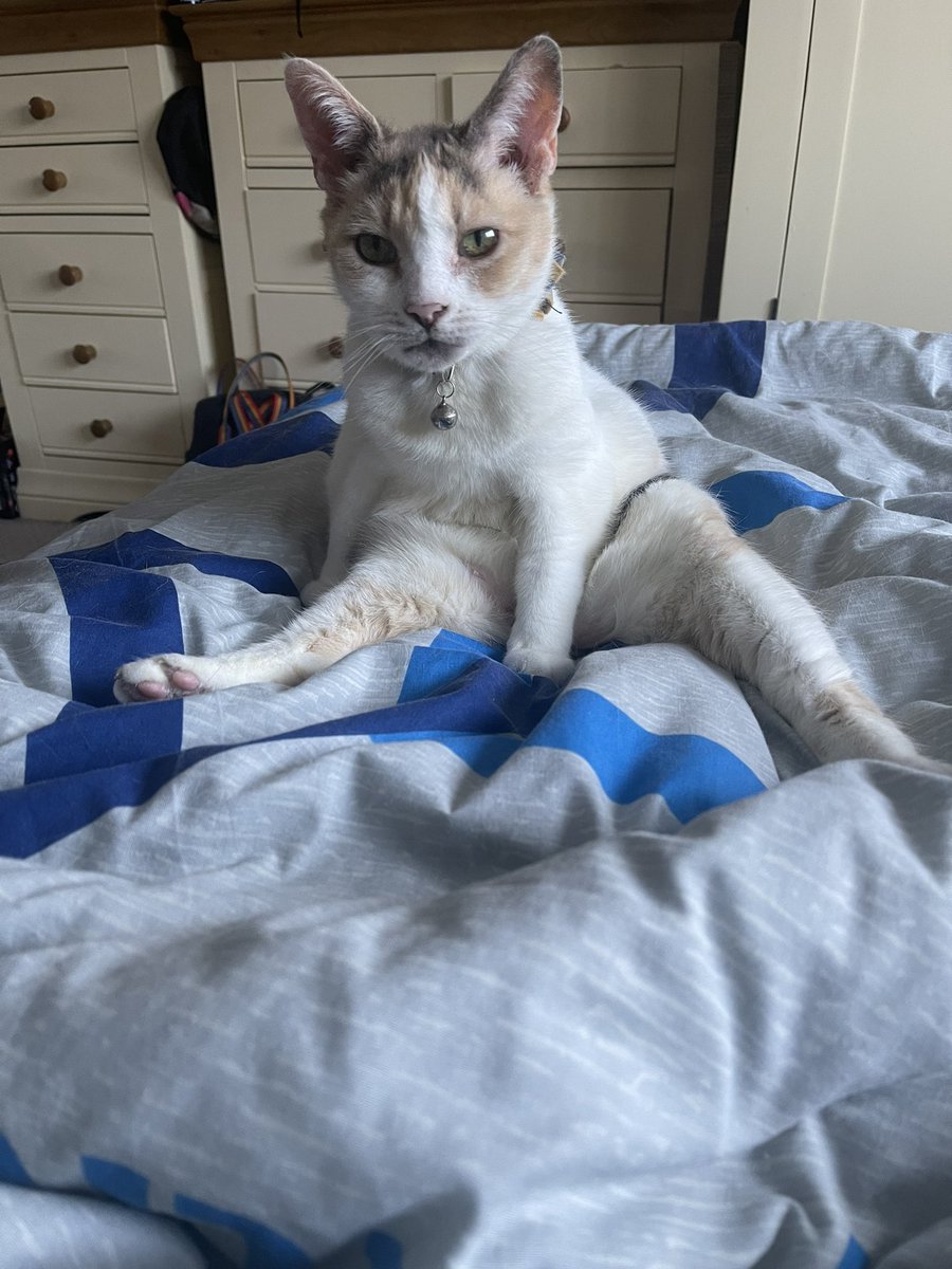 XHecate61X's tweet photo. A series of pictures of my amazing kitty #patience #cats #CatsOnTwitter #catsonthenet #catsoflondon #pets #kitty https://t.co/EXJOYWDTcG