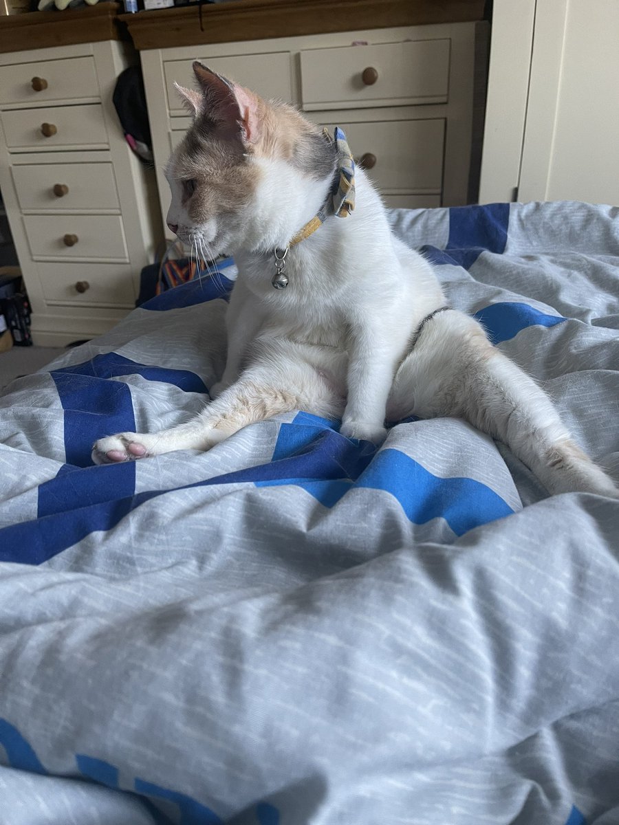 XHecate61X's tweet photo. A series of pictures of my amazing kitty #patience #cats #CatsOnTwitter #catsonthenet #catsoflondon #pets #kitty https://t.co/EXJOYWDTcG