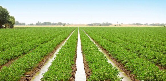 BundlesOfFood's tweet photo. One of the best strategy during this Dry season ahead to multiply crops production is Irrigation. 

Dear #farmers Have you thought of how you're gonna implement it so far?

#farmers are Our main partners @BundlesOfFood 

#agribusiness #agritech #irrigationmethod #agriculture https://t.co/wAYdepgYxx