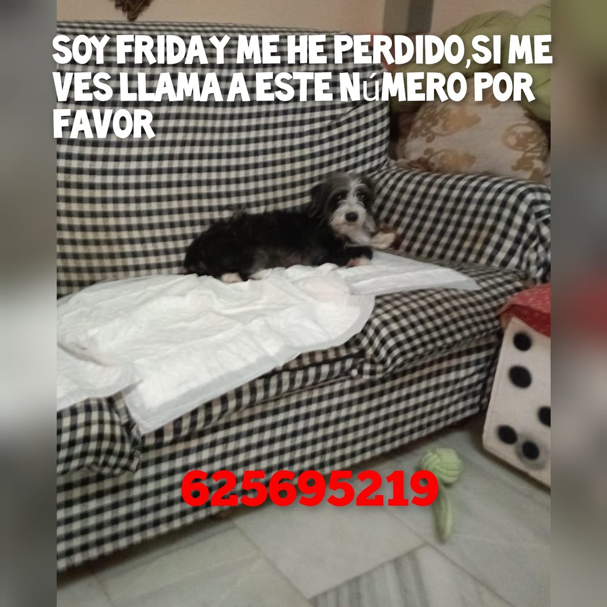 Arca_Sevilla's tweet photo. 🆘🆘#SEVILLA perdida Frida, una perrita de una compañera, se perdió en zona Torneo pero se la ha visto cerca de San Jerónimo. Tiene chip y es muy miedosa🆘🆘
Ayudadnos a difundir 🙏 la familia está desesperada. #perroperdido https://t.co/NweWZowxJl